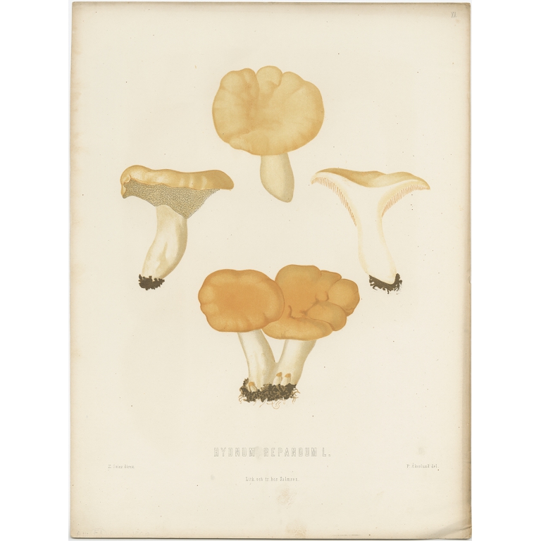 Antique Mycology Print of the Hydnum Repandum by Fries (c.1860)