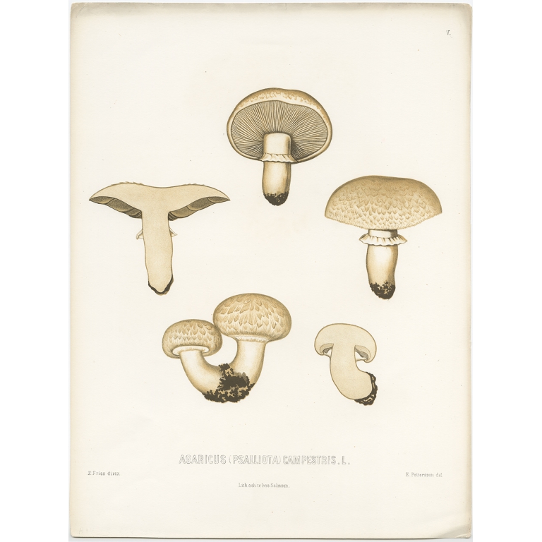 Antique Mycology Print of the Agaricus Campestris by Fries (c.1860)