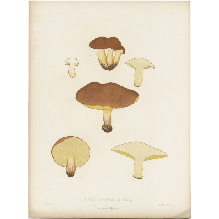 Antique Mycology Print of the Suillus Granulatus by Fries (c.1860)