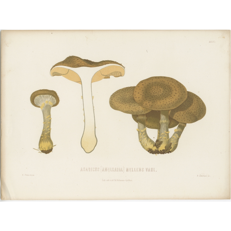 Antique Mycology Print of the Armillaria Mellea by Fries (c.1860)