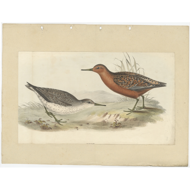 Antique Bird Print of the Red Knot by Gould (1832)