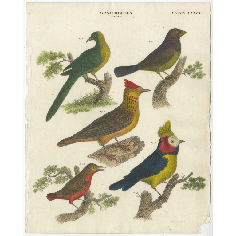 Antique Print of various Bird Species (c.1835)