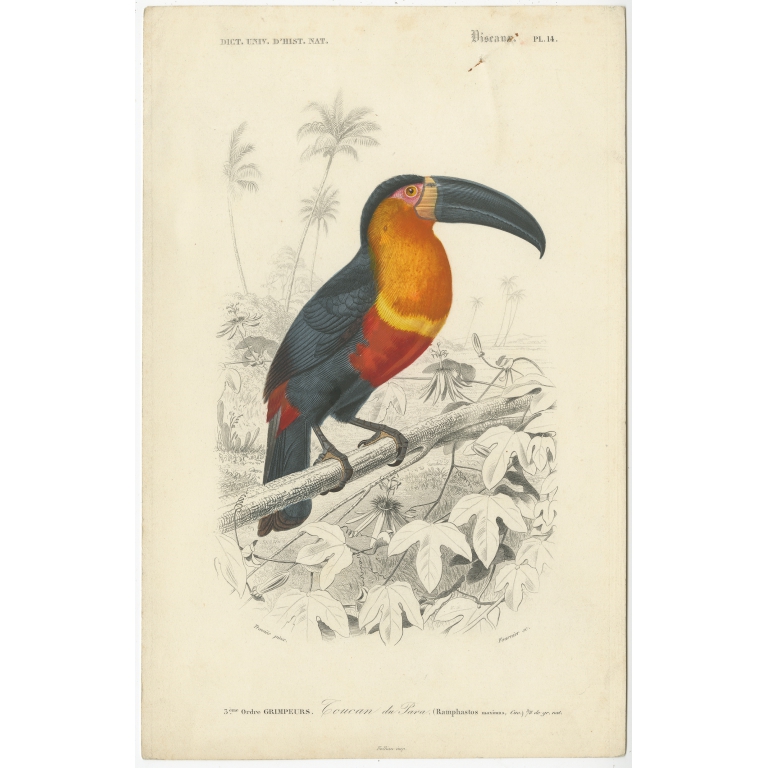 Antique Bird Print of a Toucan by D'Orbigny (1892)