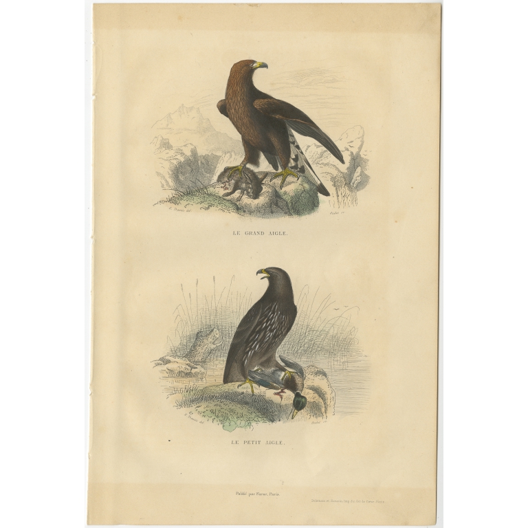 Antique Bird Print of the Sea Eagle and Little Eagle (c.1840)