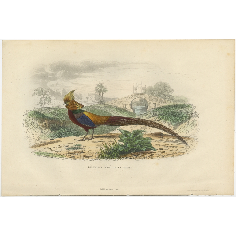 Antique Print of a Golden Pheasant (c.1840)