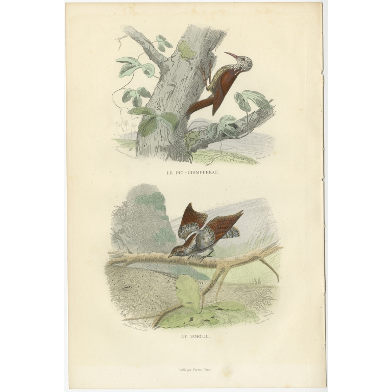 Antique Bird Print of a Treecreeper and Wryneck by Buffon (1839)