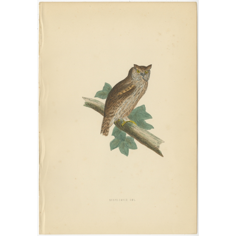 Antique Bird Print of the Eurasian Scops Owl by Morris (c.1850)