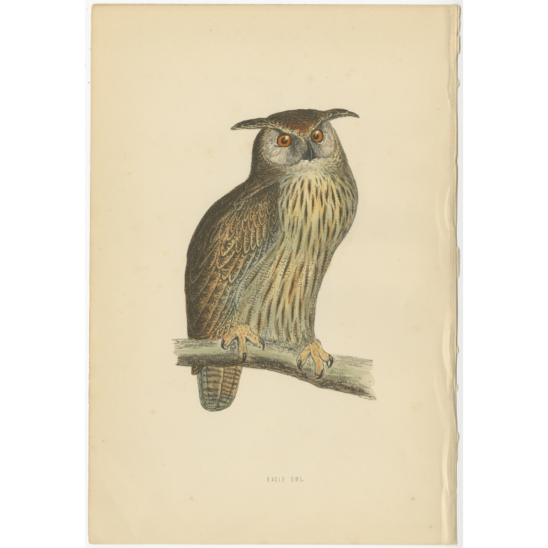 Antique Bird Print of the Eurasian Eagle Owl by Morris (c.1850)
