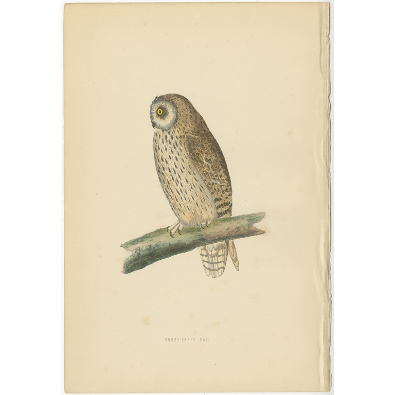 Antique Bird Print of the Short-Eared Owl by Morris (c.1850)