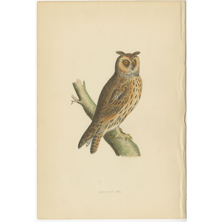 Antique Bird Print of the Long-Eared Owl by Morris (c.1850)