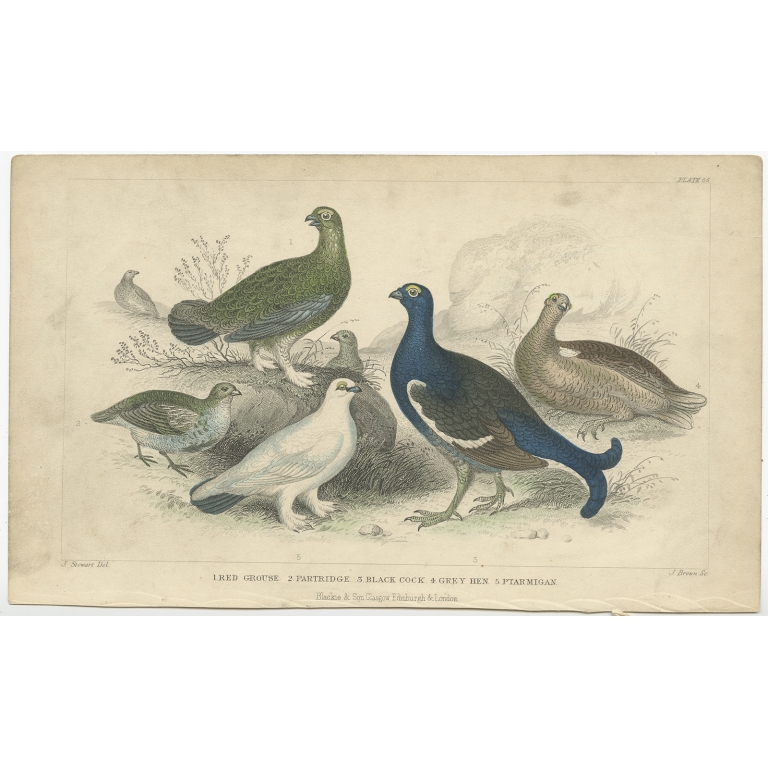 Antique Bird Print of the Red Grouse and other birds by Goldsmith (1862)