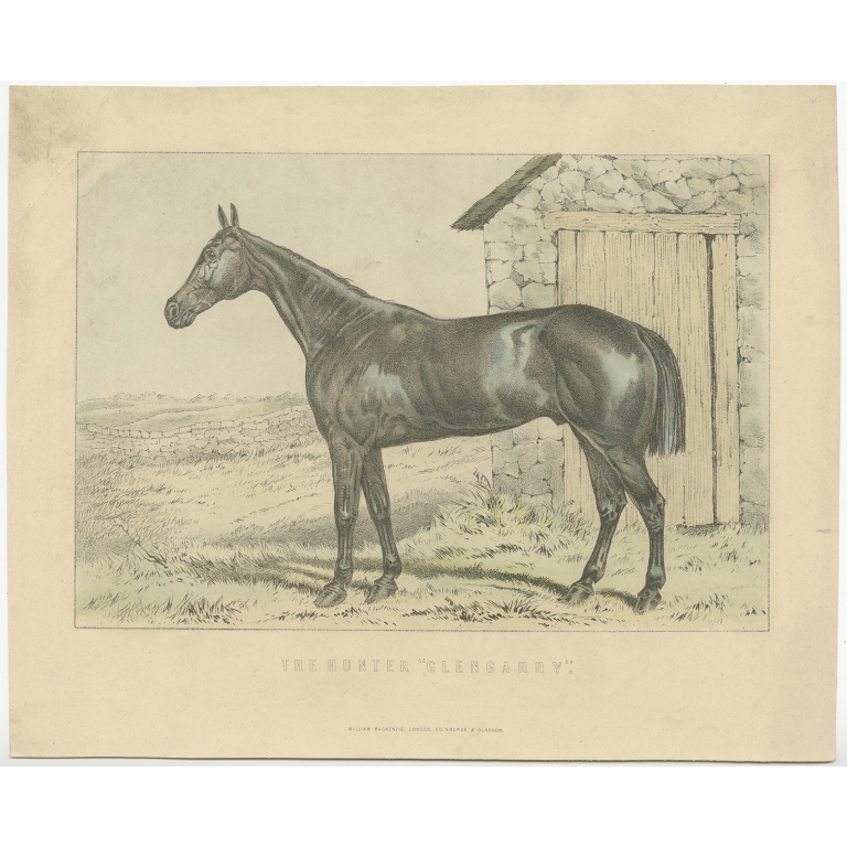 Antique Print of the Hunter Horse 'Glengarry' by Mackenzie (c.1895)