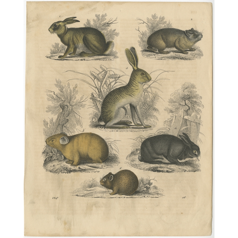 Antique Print of Rodent Species by Hoffmann (1847)