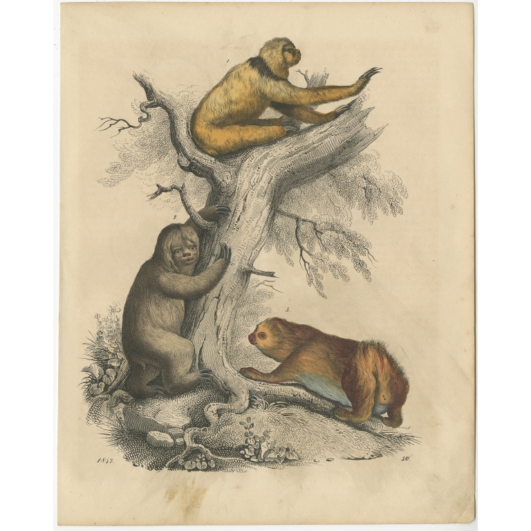 Antique Print of Sloth Species by Hoffmann (1847)
