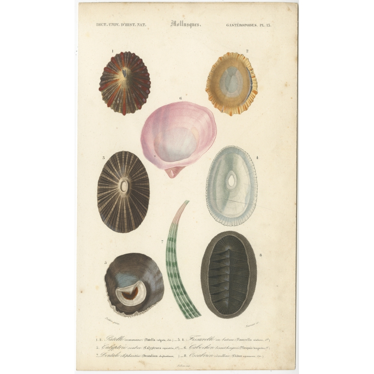 Pl. 13 Antique Print of Molluscs by d'Orbigny (1849)