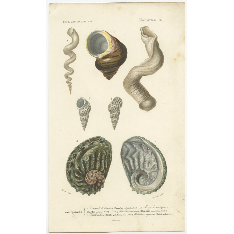 Pl. 11 Antique Print of Molluscs by d'Orbigny (1849)