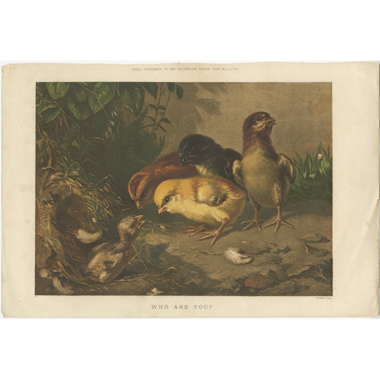 Antique Bird Print of Birds and a Bird Nest (1878)