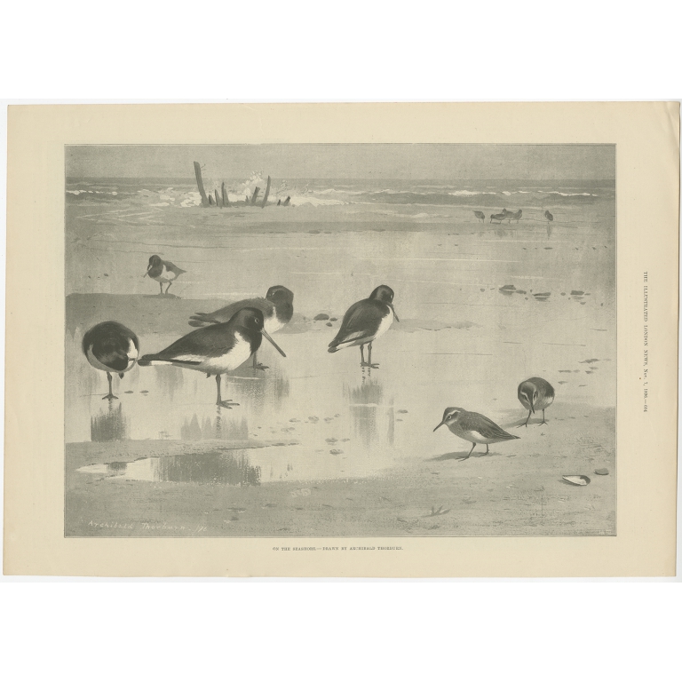 Antique Bird Print of Birds on the Seashore made after A. Thorburn (1896)