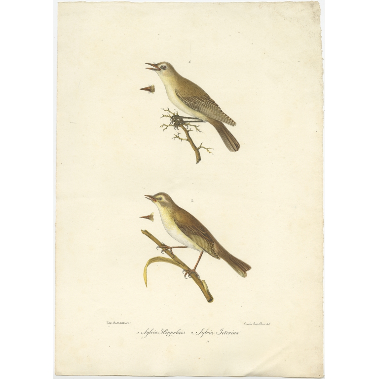 Antique Bird Print of the Willow Wren and Icterine Warbler by Bonaparte (1832)