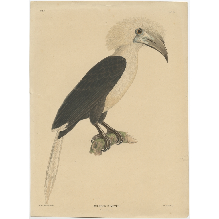Antique Bird Print of the white-crowned hornbill by Temminck (1839)