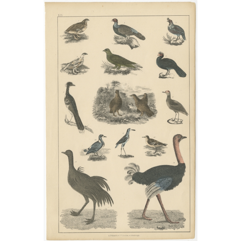 Pl. 19 Antique Bird Print of various bird species by Fullarton (c.1852)
