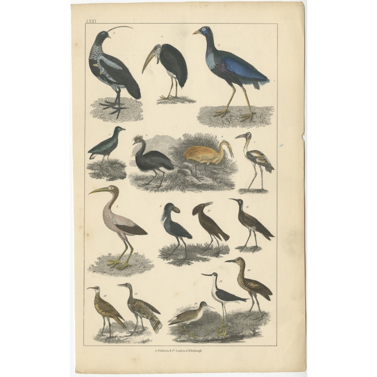 Pl. 71 Antique Bird Print of various bird species by Fullarton (c.1852)