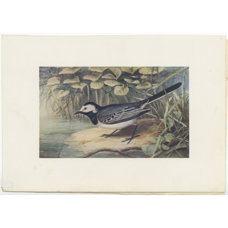 Antique Bird Print of the Pied Wagtail by Bonhote (1907)
