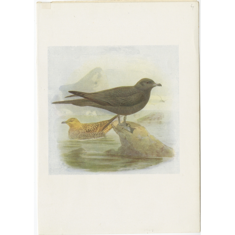 Antique Bird Print of Richardson's Skua by Bonhote (1907)