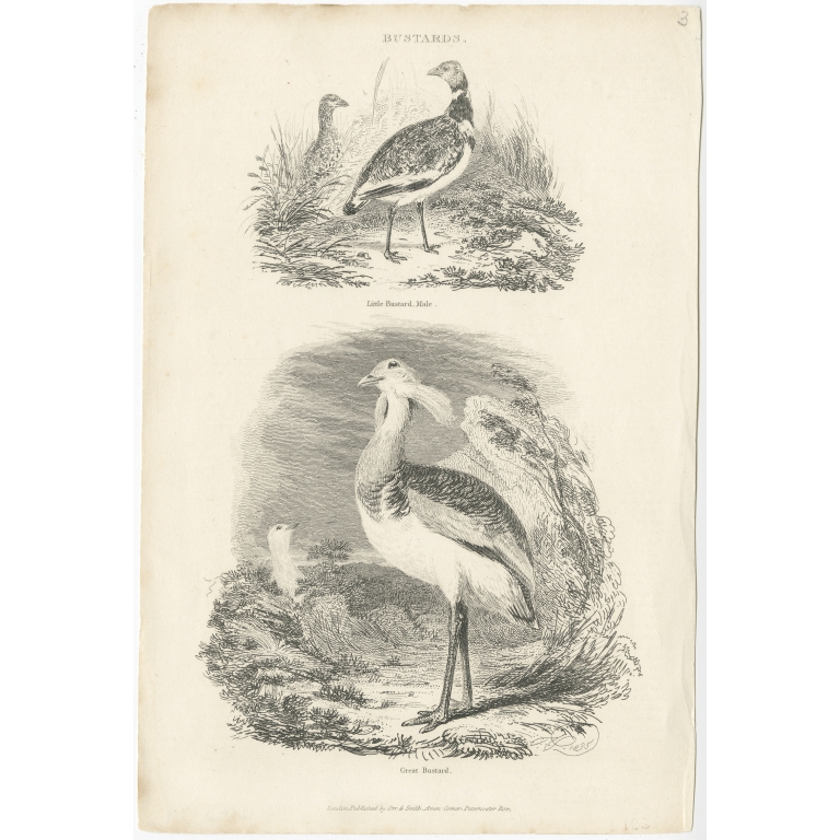 Antique Bird Print of a Male Little Bustard and a Great Bustard by Partington (1835)