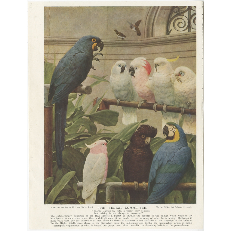 Antique Bird Print of various parrots by Bibby (1913)