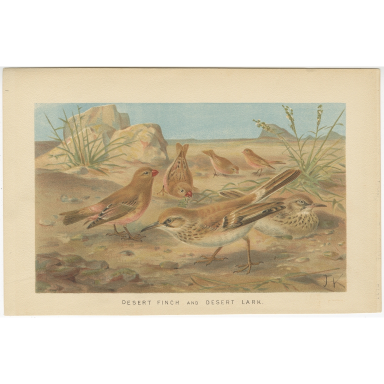 Antique Bird Print of a Desert Finch and Desert Lark by Lydekker (1895)