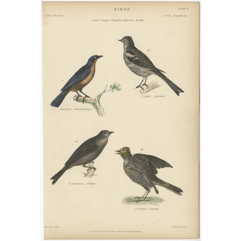 Pl. 13 Antique Bird Print of the Skylark and other Birds by Richardson (c.1860)