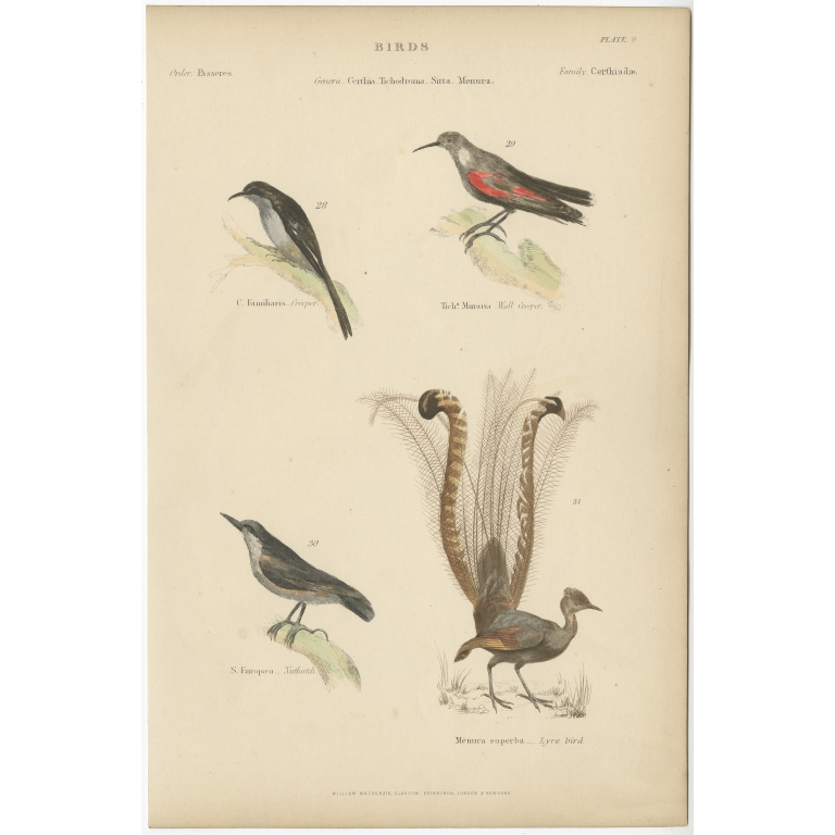 Pl. 9 Antique Bird Print of the Creeper and other Birds by Richardson (c.1860)