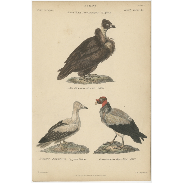Pl. 1 Antique Bird Print of the Arabian Vulture and other Birds by Richardson (c.1860)