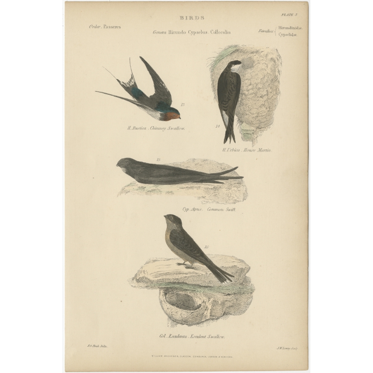 Pl. 5 Antique Bird Print of the House Martin and other Birds by Richardson (c.1860)