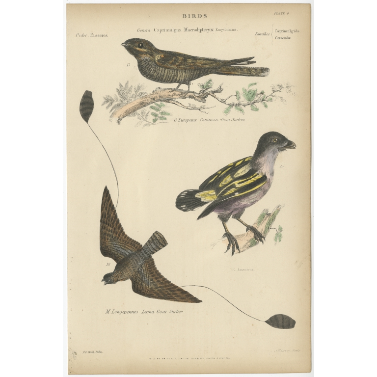 Pl. 6 Antique Bird Print of the Leona Goat Sucker and other Birds by Richardson (c.1860)