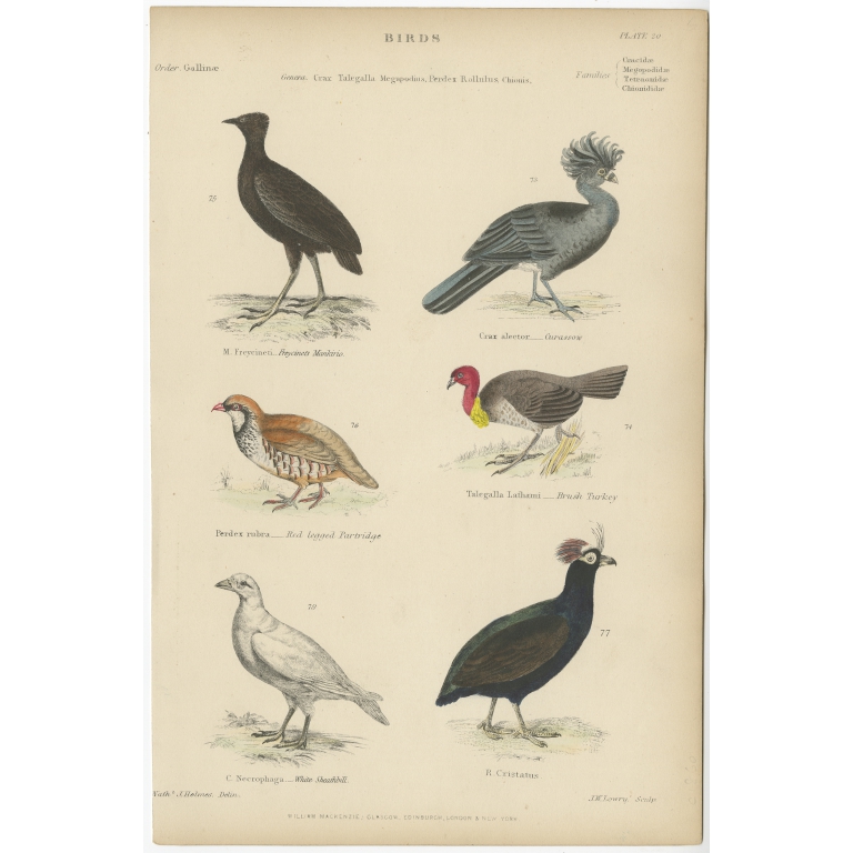 Pl. 20 Antique Bird Print of the Curassow and other Birds by Richardson (c.1860)