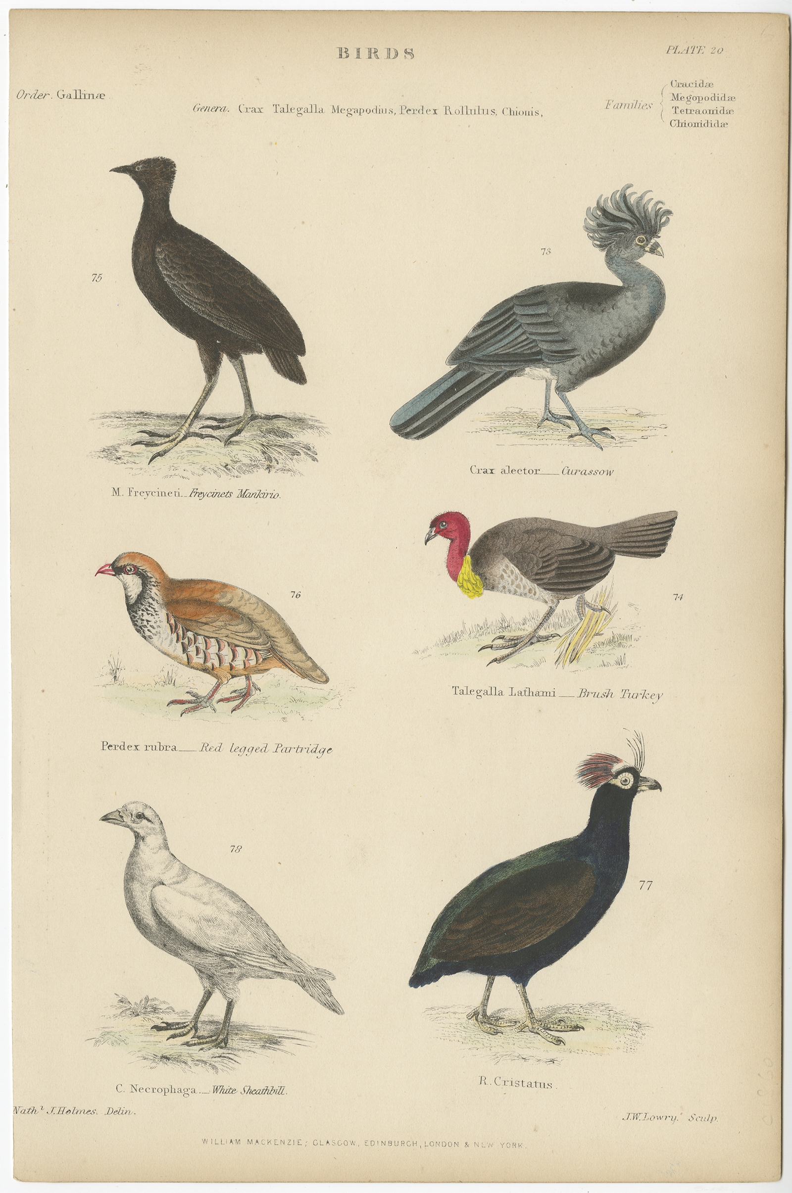 Pl. 20 Antique Bird Print of the Curassow and other Birds