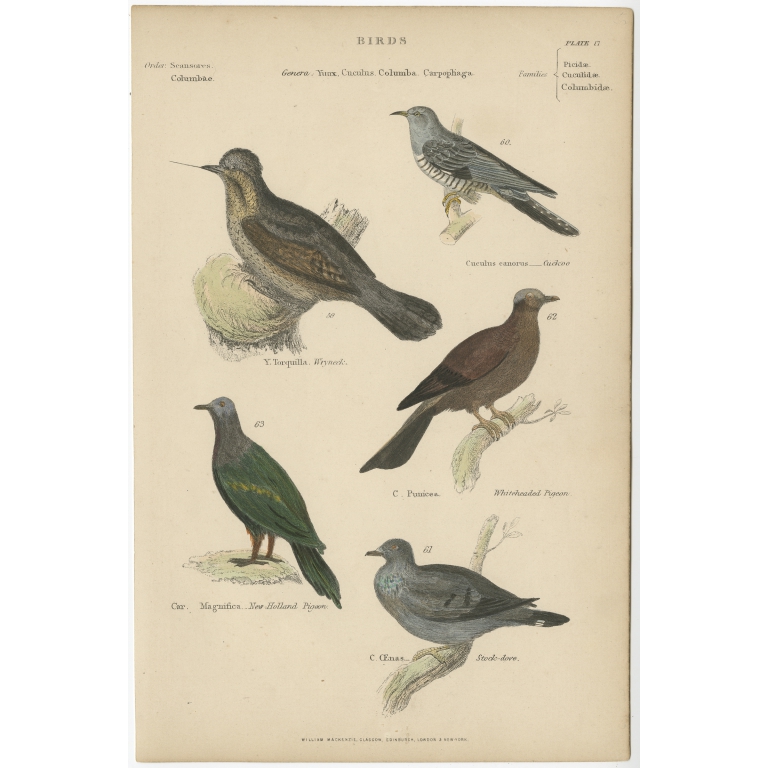 Pl. 17 Antique Bird Print of the Wryneck and other Birds by Richardson (c.1860)