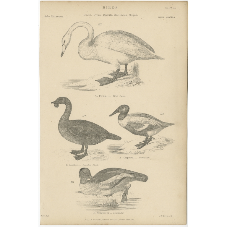 Pl. 30 Antique Bird Print of the Wild Swan and other Birds by Richardson (c.1860)