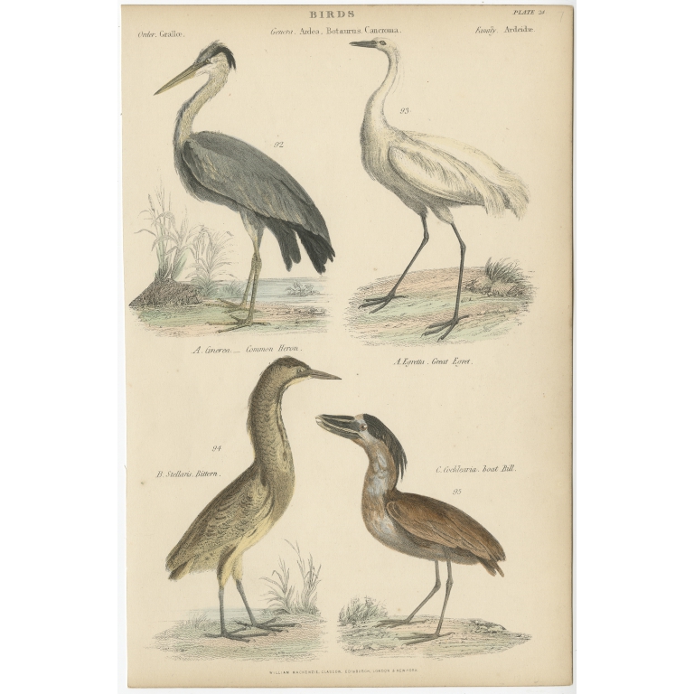 Pl. 24 Antique Bird Print of the Common Heron and other Birds by Richardson (c.1860)
