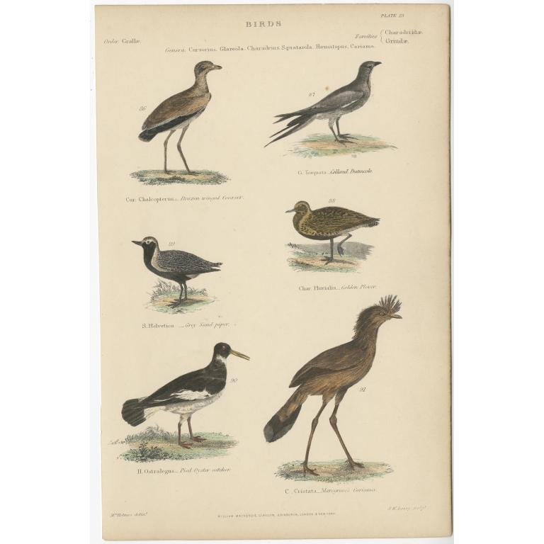 Pl. 23 Antique Bird Print of the Golden Plover and other Birds by Richardson (c.1860)