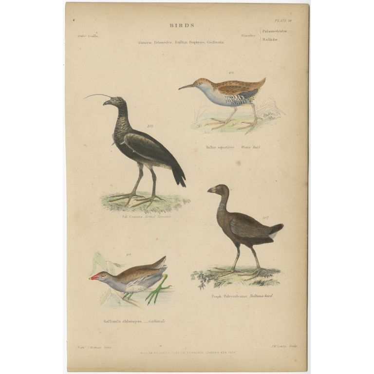 Pl. 28 Antique Bird Print of the Horned Screamer and other Birds by Richardson (c.1860)