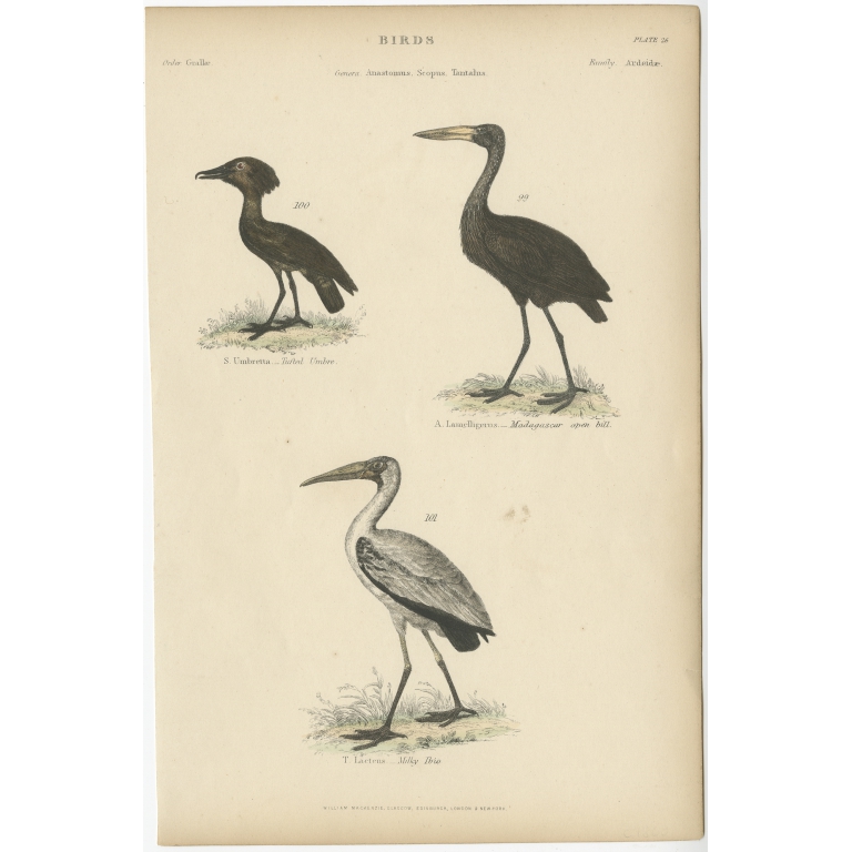 Pl. 26 Antique Bird Print of the Milky Ibis and other Birds by Richardson (c.1860)