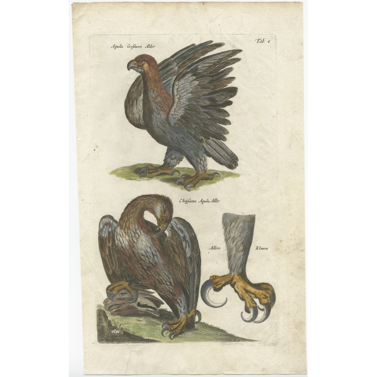 Pl. 1 Antique Print of Eagle Species by Merian (1657)