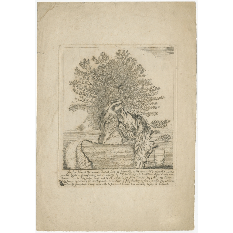 Antique Print of the Tortworth Chestnut Tree (1771)