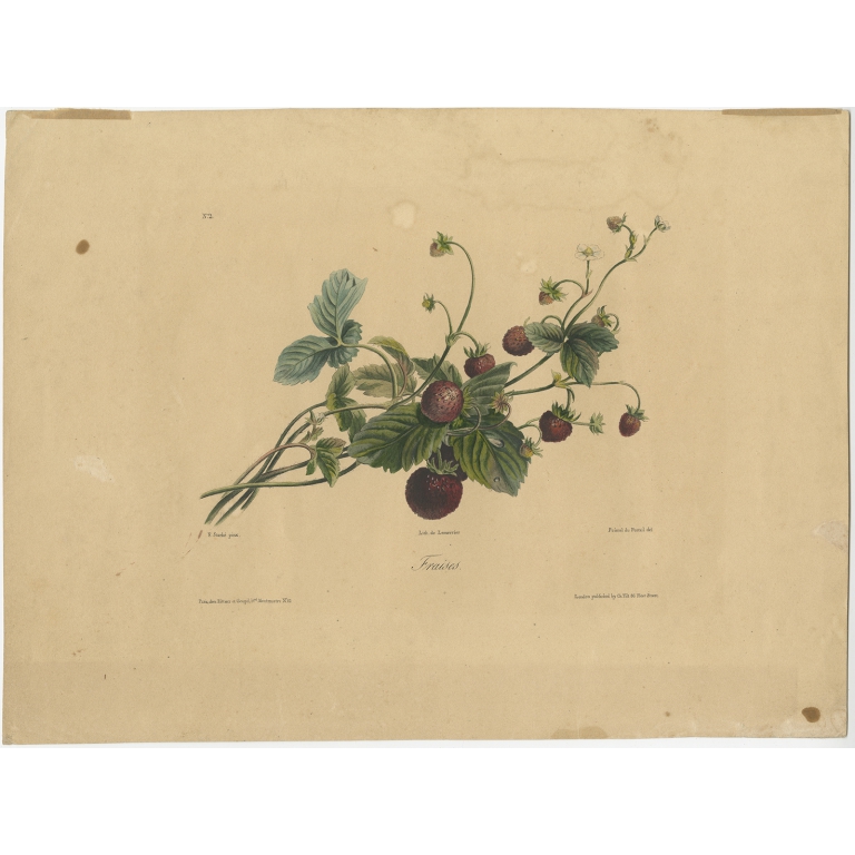Antique Print of a Strawberry Plant by Lemercier (c.1850)