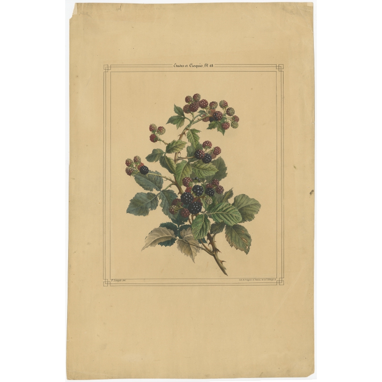 Antique Print of a Blackberry Bush by Langle (c.1843)