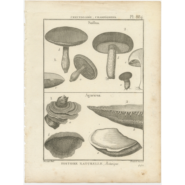 Antique Print of Suillus and Agaricus mushrooms by Benárd (c.1800)