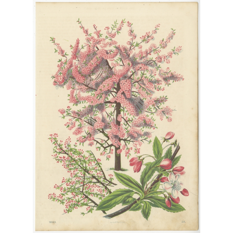 Antique Botany Print of a Japanese Crab Apple by Hoffmann (1865)